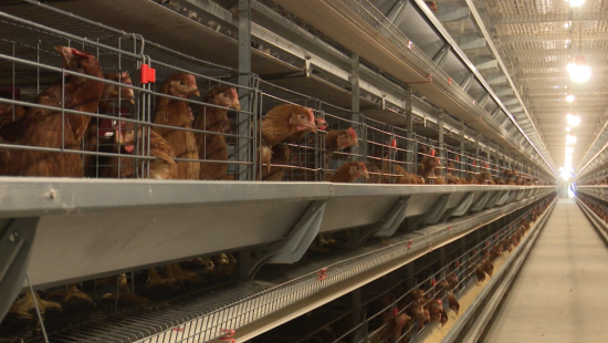 年产值突破25亿元！上高富硒蛋成富民“金蛋”