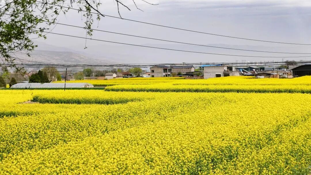 图源：武山融媒