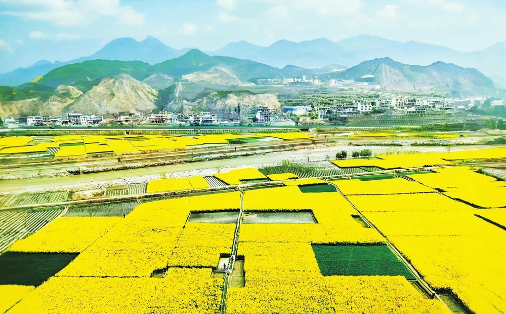 陇南武都油菜花海铺金浪，游客徜徉其中，尽享田园春光。