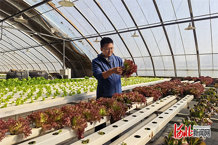 图为农小易创始人赵子侃正在观察水培蔬菜的长势。记者宋瑶/摄