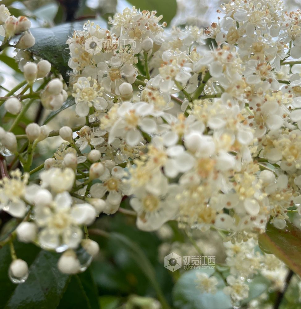 4月13日，江西省吉安市永新县三湾林场文竹分场内，石楠花簇在雨珠映衬下，花瓣通透素雅。