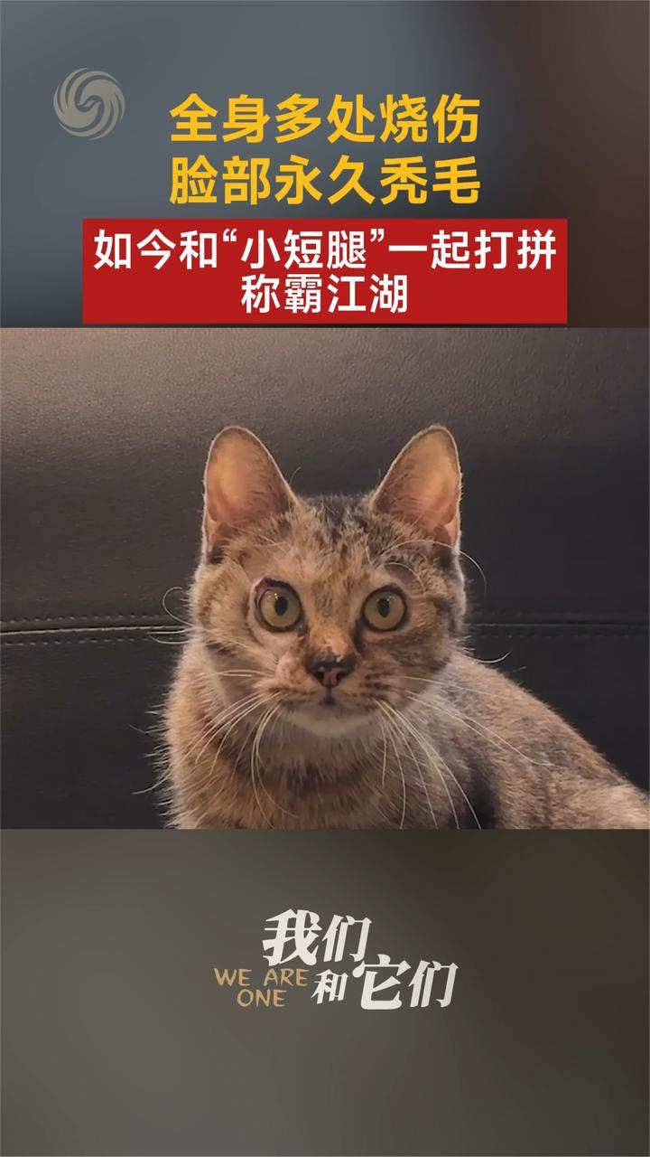 流浪猫全身多处烧伤 脸部永久秃毛 如今和“小短腿”一起称霸江湖