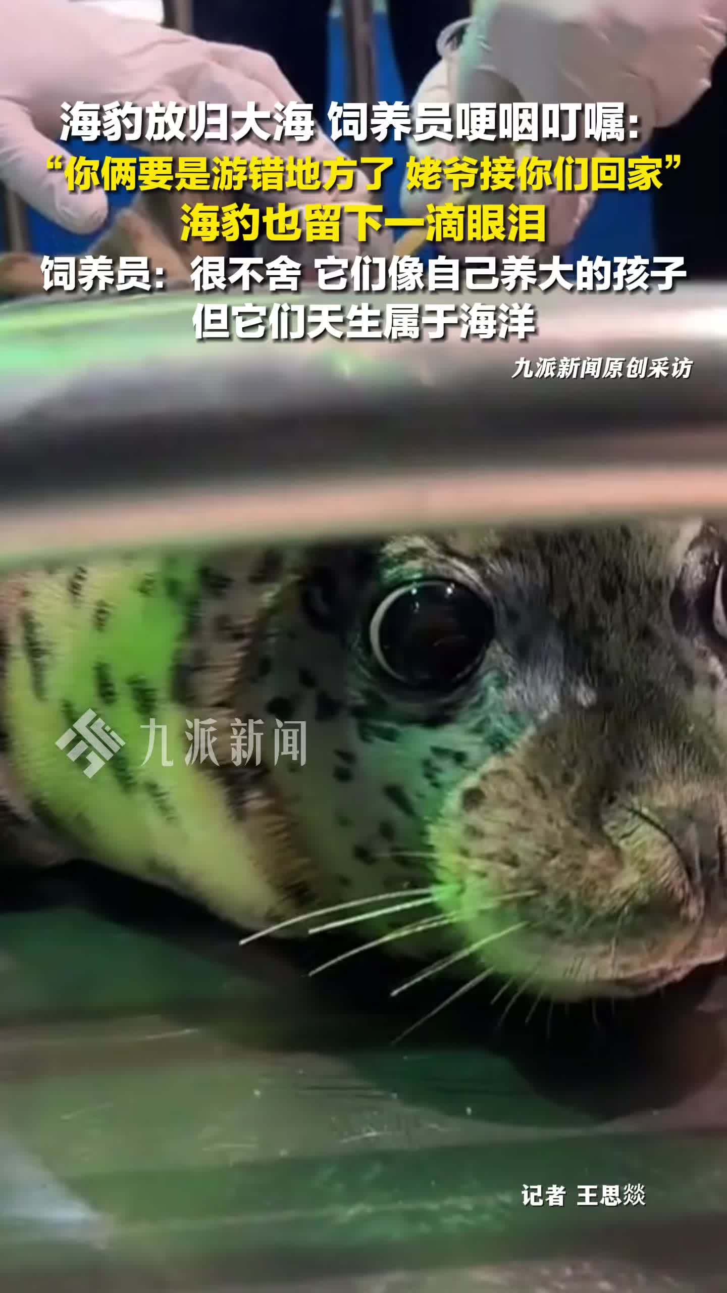 海豹放归大海饲养员哽咽告别：你俩要是游错地方，姥爷接你们回家