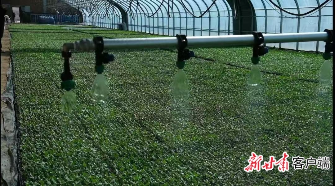 育苗大棚