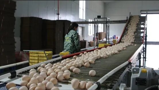 年产值突破25亿元！上高富硒蛋成富民“金蛋”