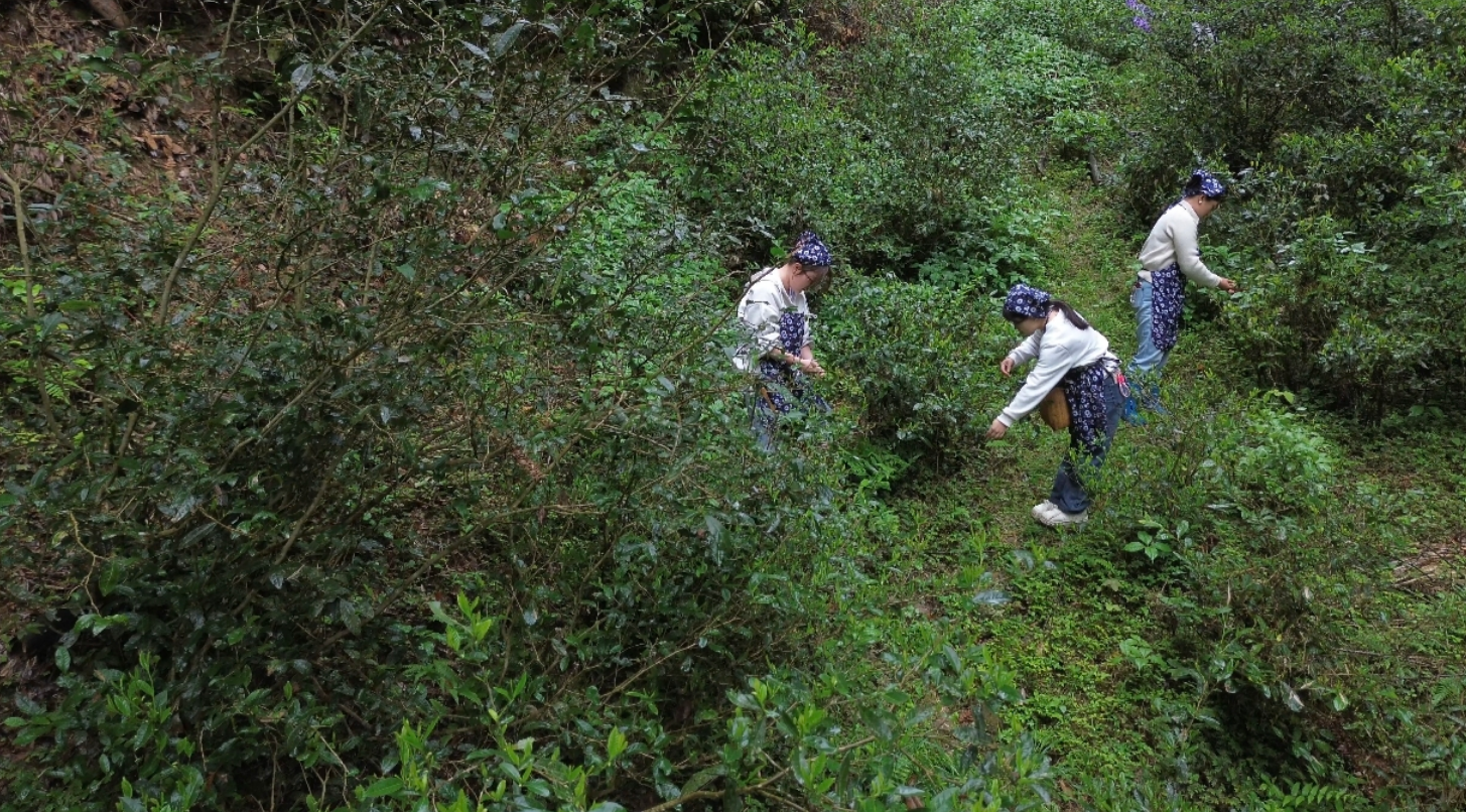 景德镇浮梁县兴田乡：“三资”唤醒千年古茶树 低效能资产变富民“金叶子”