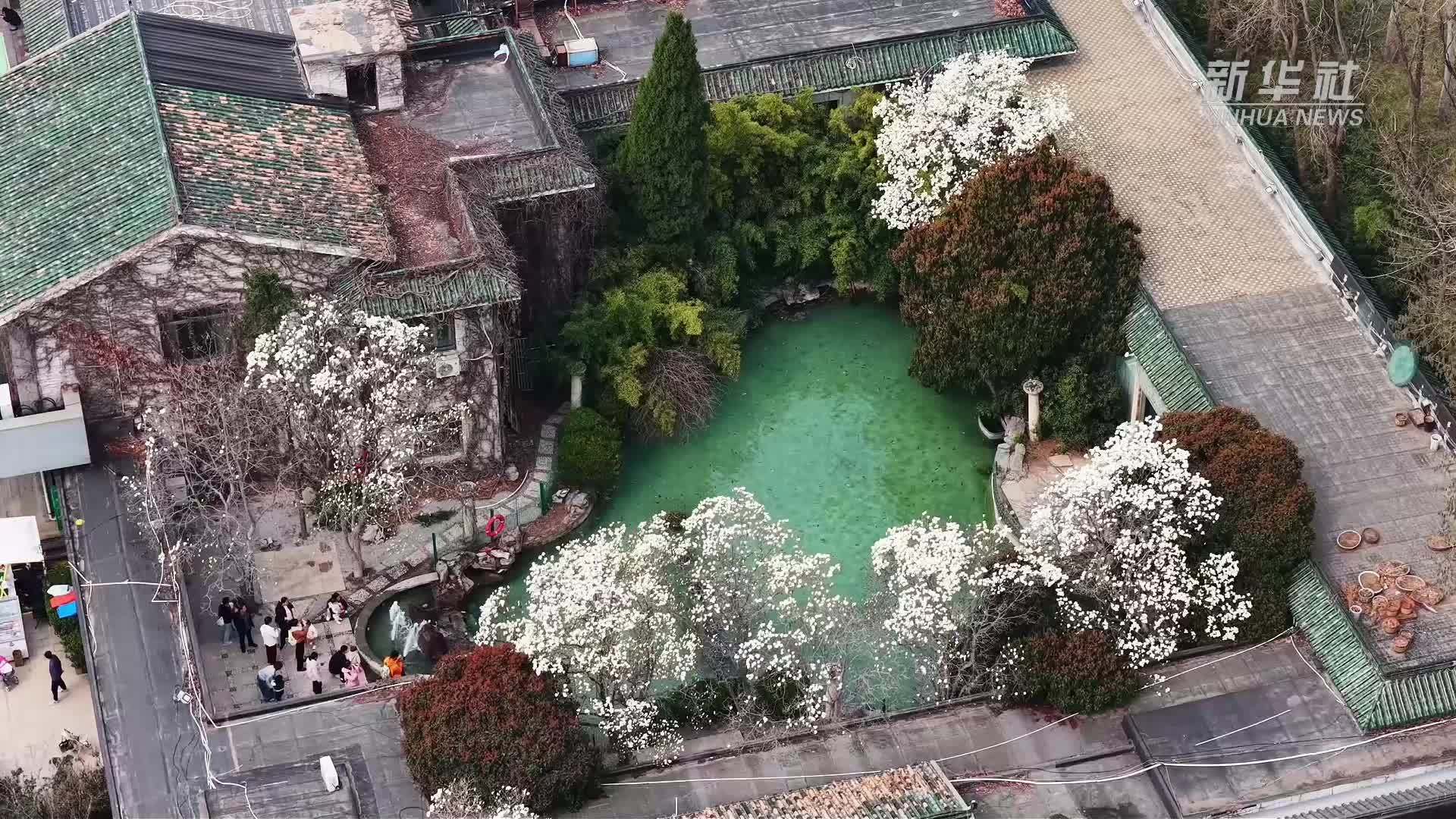 千城胜景｜山东济南历城：玉兰盛放 踏青赏花