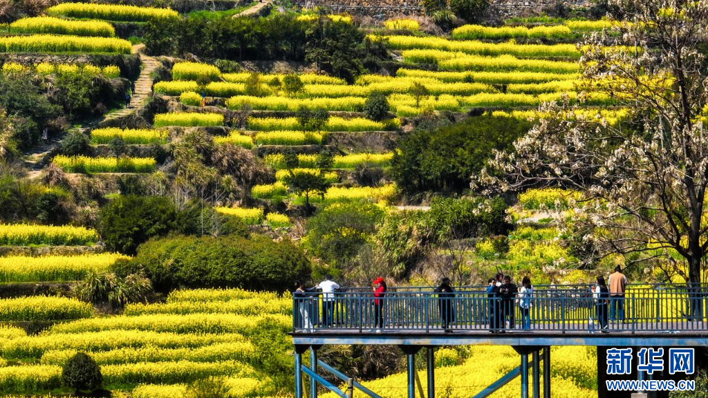 南昌湾里牛岭村，千亩梯田油菜花进入盛花期。新华网发