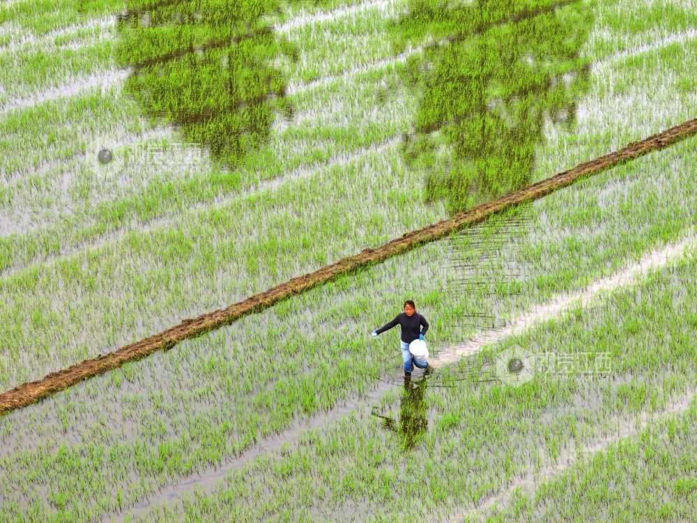 2026年4月15日，江西省吉安市泰和县苏溪镇上彭村，农民正在田间给早稻撒肥管护。
