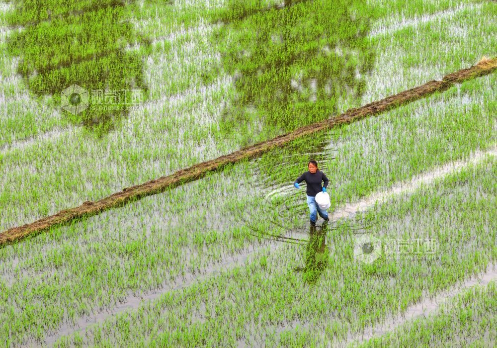 2026年4月15日，江西省吉安市泰和县苏溪镇上彭村，农民正在田间给早稻撒肥管护。