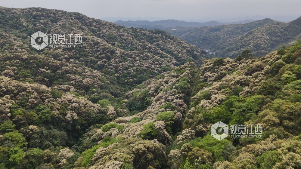 安远县：30余万亩栲树迎来盛花期（图）