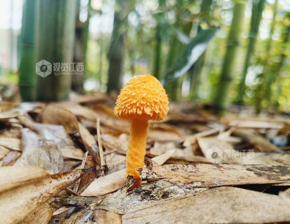 2026年4月14日，江西省南丰县长红管理区的竹林中，发现一种被俗称为“红精灵”的剧毒真菌——番红花蘑菇（学名：红鳞花边伞）。
