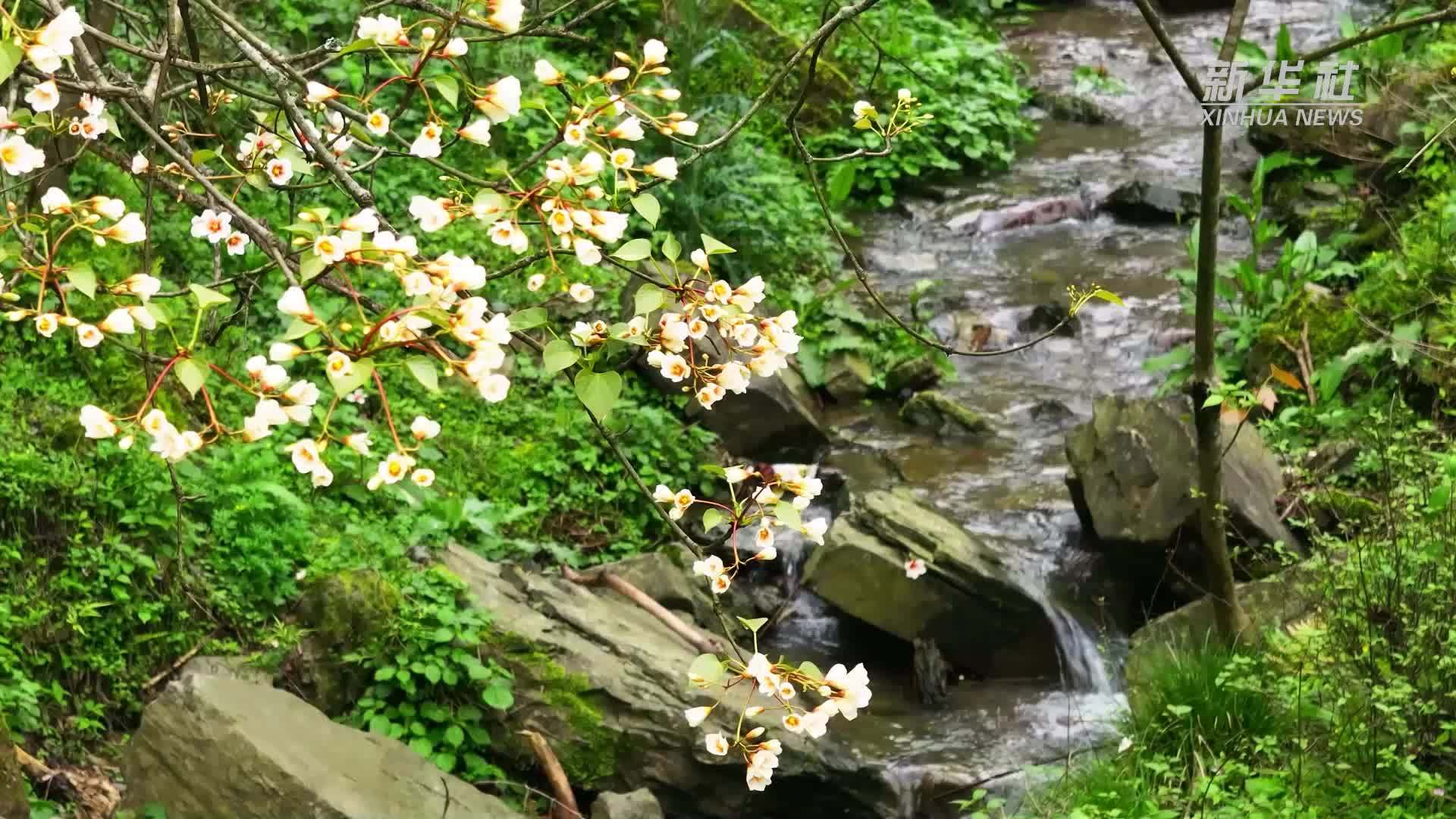 重庆酉阳：武陵山间万亩油桐花开