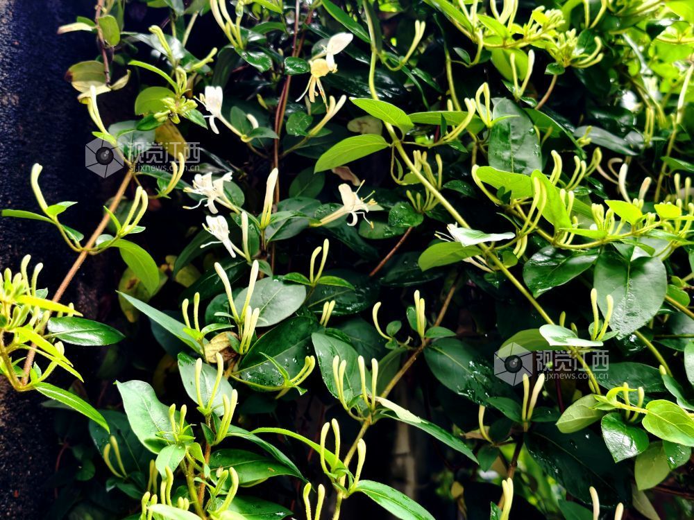 江西分宜：金银花含苞待放 清香满枝头（图）