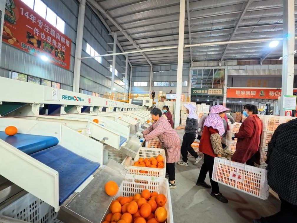 江西省赣州市于都县娜家农业有限公司打包车间内，工人们将分选出的脐橙分别装箱发货。新华社记者 陈浚武 摄