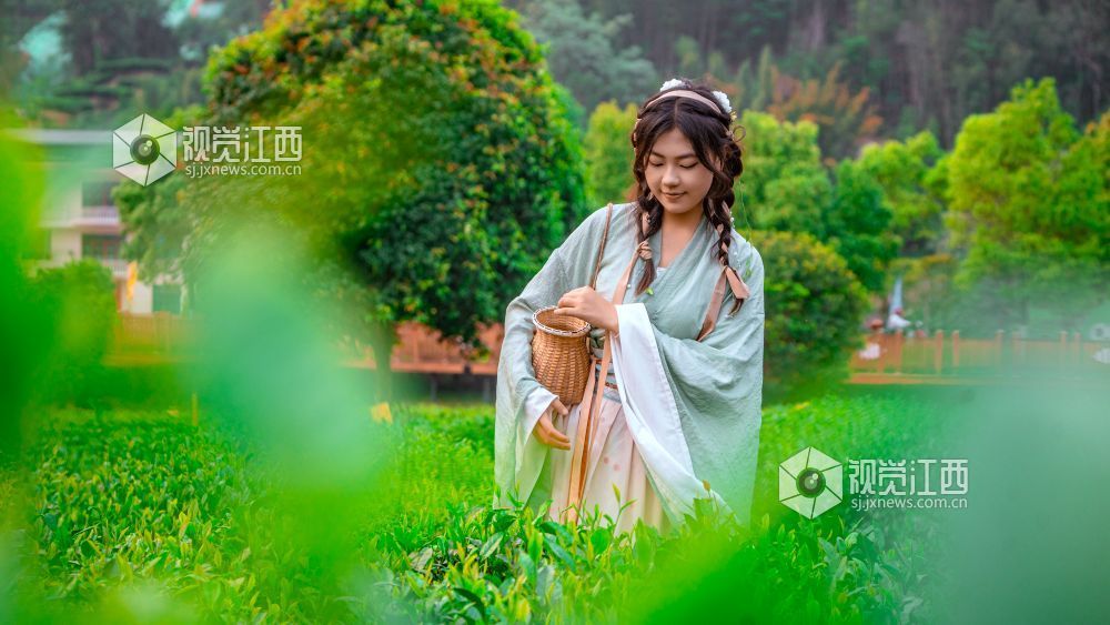 2026年4月11日在江西省吉安市遂川县汤湖镇万亩茶园拍摄的画面。