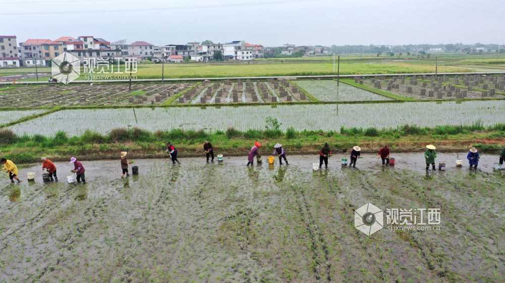 2026年4月14日，江西省遂川县枚江镇田间地头，呈现出一派繁忙有序的春耕景象。