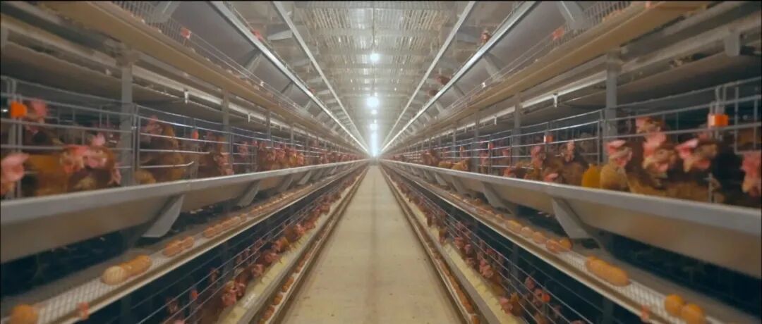 年产值突破25亿元！上高富硒蛋成富民“金蛋”