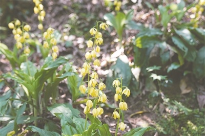 保护区内长势繁茂、顺利开花的大黄花虾脊兰。