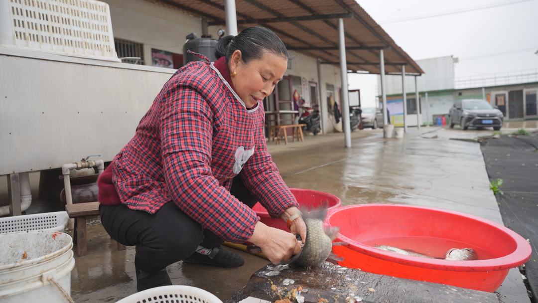 江西彭泽：四季可品彭泽鲫 一尾鲜香润万家