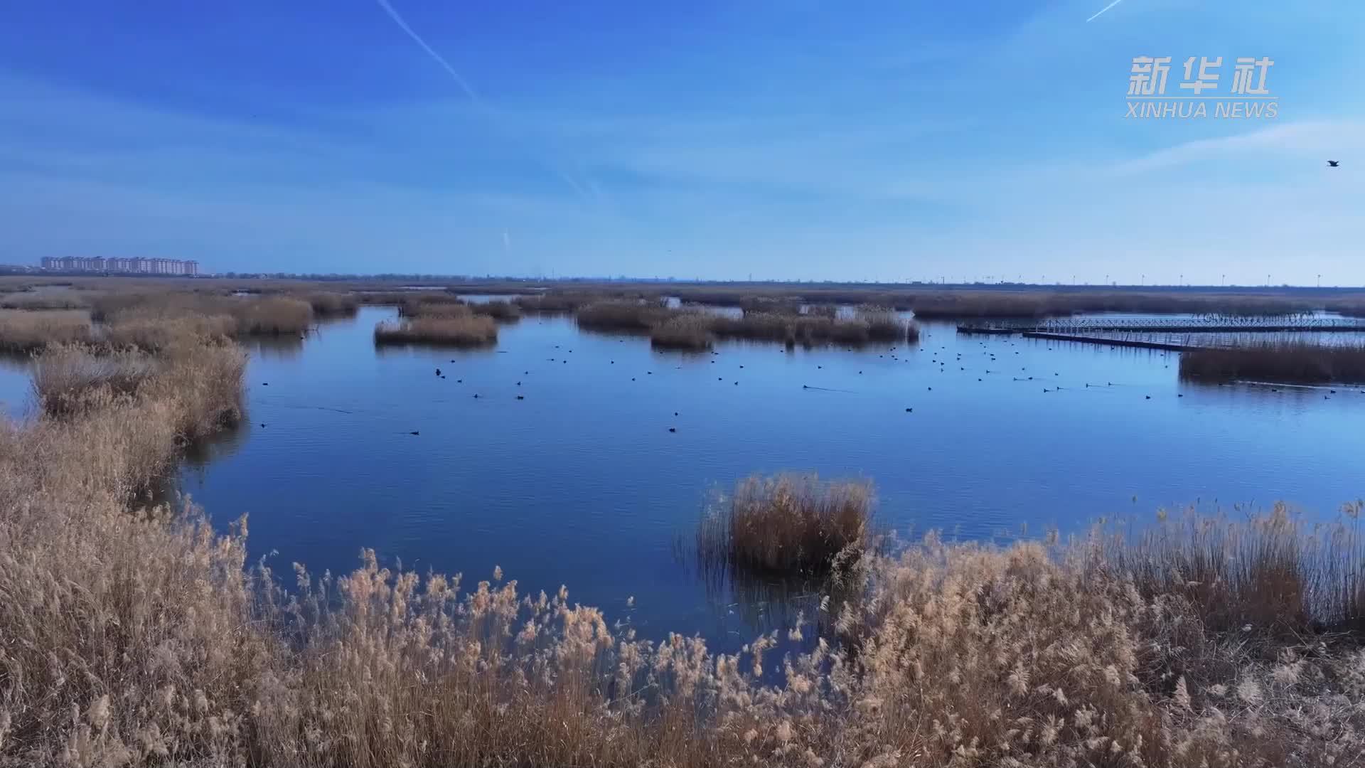 千城胜景｜内蒙古包头：候鸟舞动湿地美