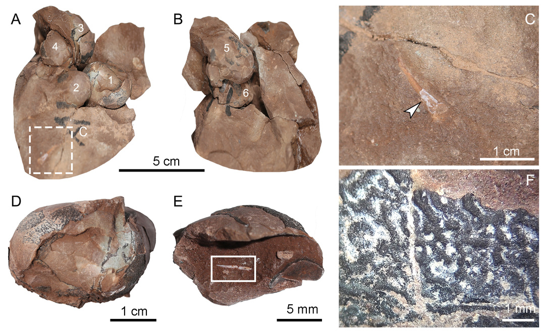 研究论文配图中发现的“赣州迷你蛋”（韩凤禄供图）