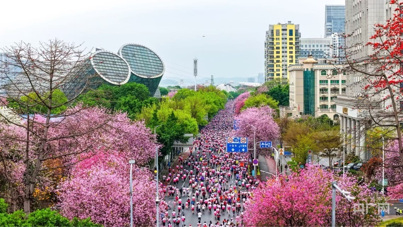 市民群众在紫荆花下开跑（央广网记者 梁瑜琳 摄）