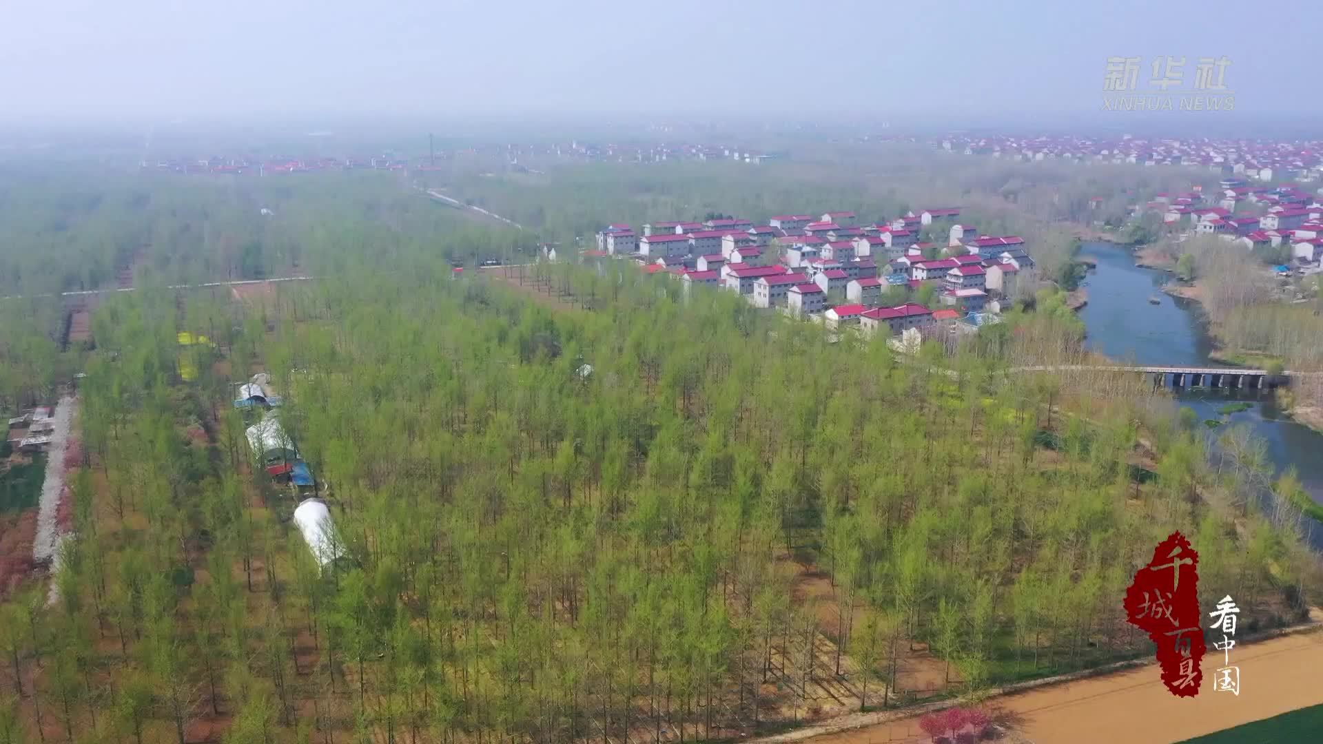 千城百县看中国｜山东郯城：林下种菇促增收