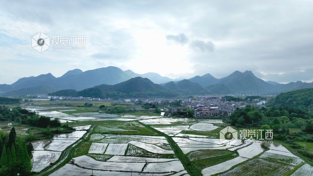 江西分宜：机插早稻秧苗 “绿”动田野（图）