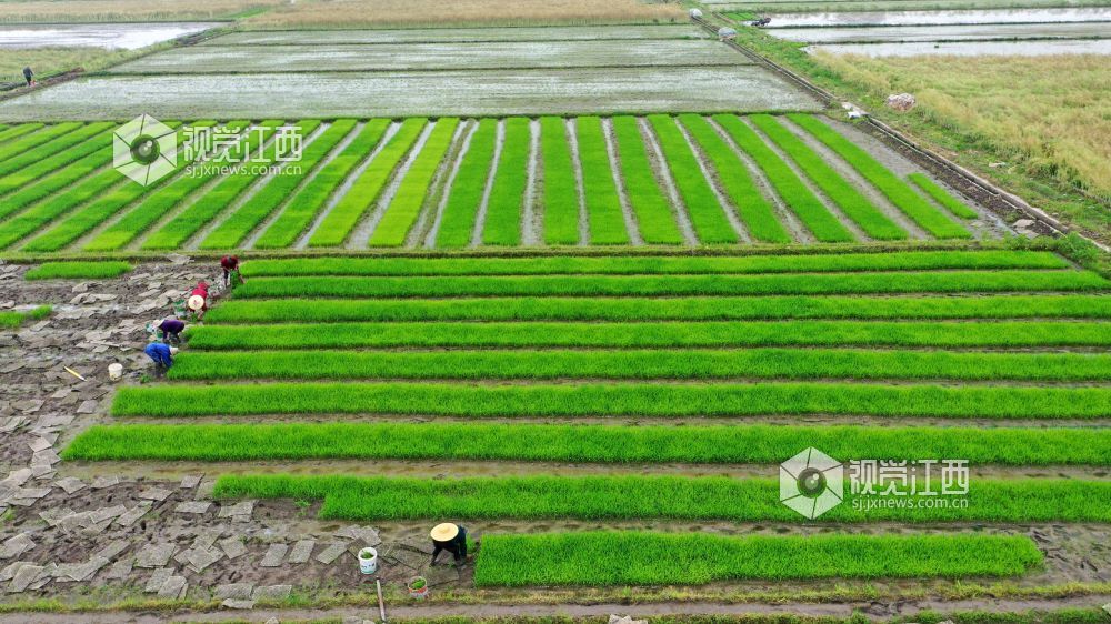 2026年4月14日，江西省遂川县枚江镇田间地头，呈现出一派繁忙有序的春耕景象。