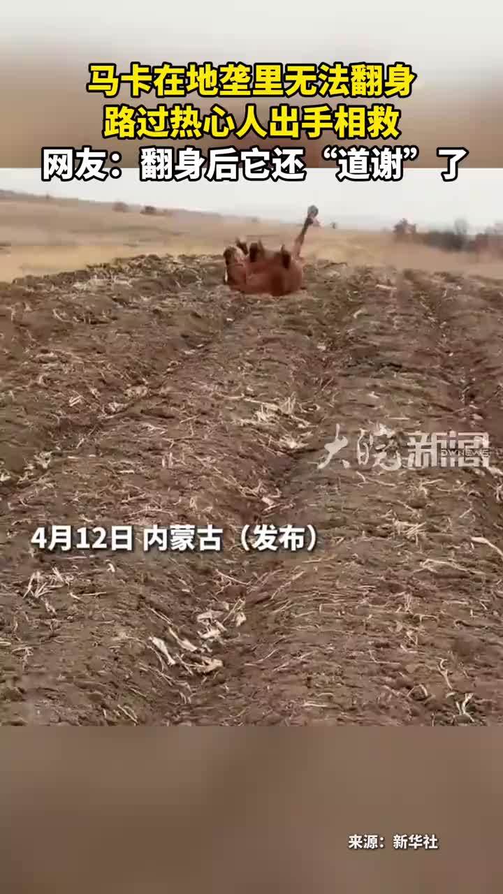马卡在地垄里无法翻身 路过热心人出手相救 网友：翻身后它还“道谢”了