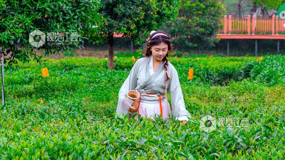 2026年4月11日在江西省吉安市遂川县汤湖镇万亩茶园拍摄的画面。