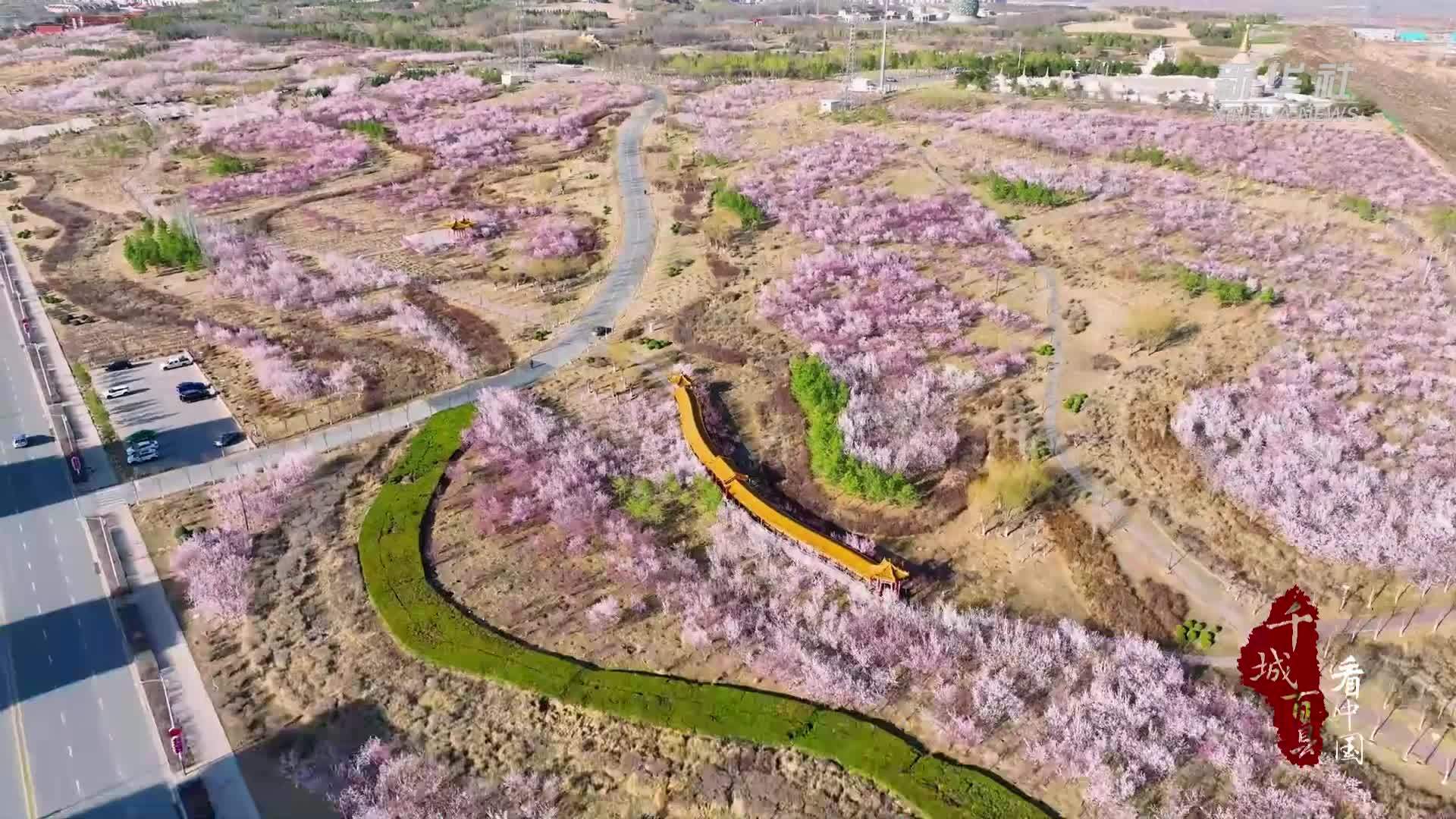 千城百县看中国·赏花季｜内蒙古：桃花漫卷营盘山