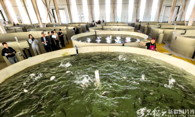 4月9日,参观者在乌鲁木齐市米东区芦草沟乡人民庄子村的新疆芦花香渔业养殖基地参观科技化养鱼。近年来,米东区立足城市区位优势与资源禀赋,持续加大新型农业经营主体培育力度,推动农业生产向标准化、规模化、精品化转型,形成了“主体带动、产业联动、效益提升”的良好格局。 石榴云/新疆日报记者 李雄心摄