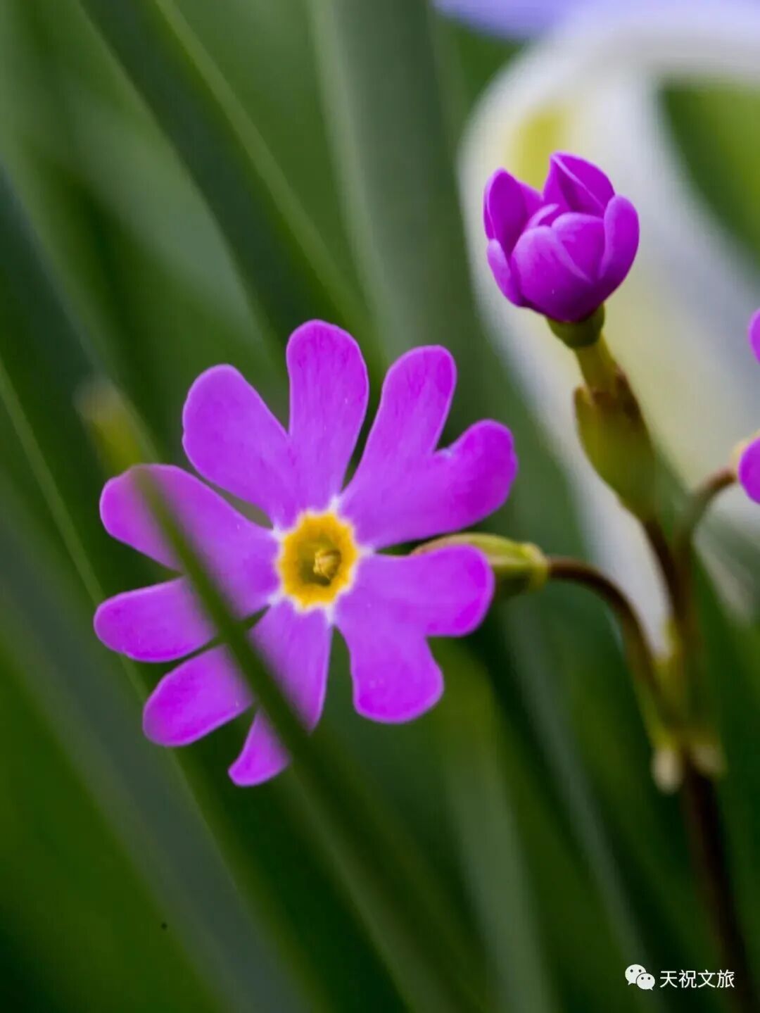甘肃天祝赏花地图上线　邀您赴一场高原花约