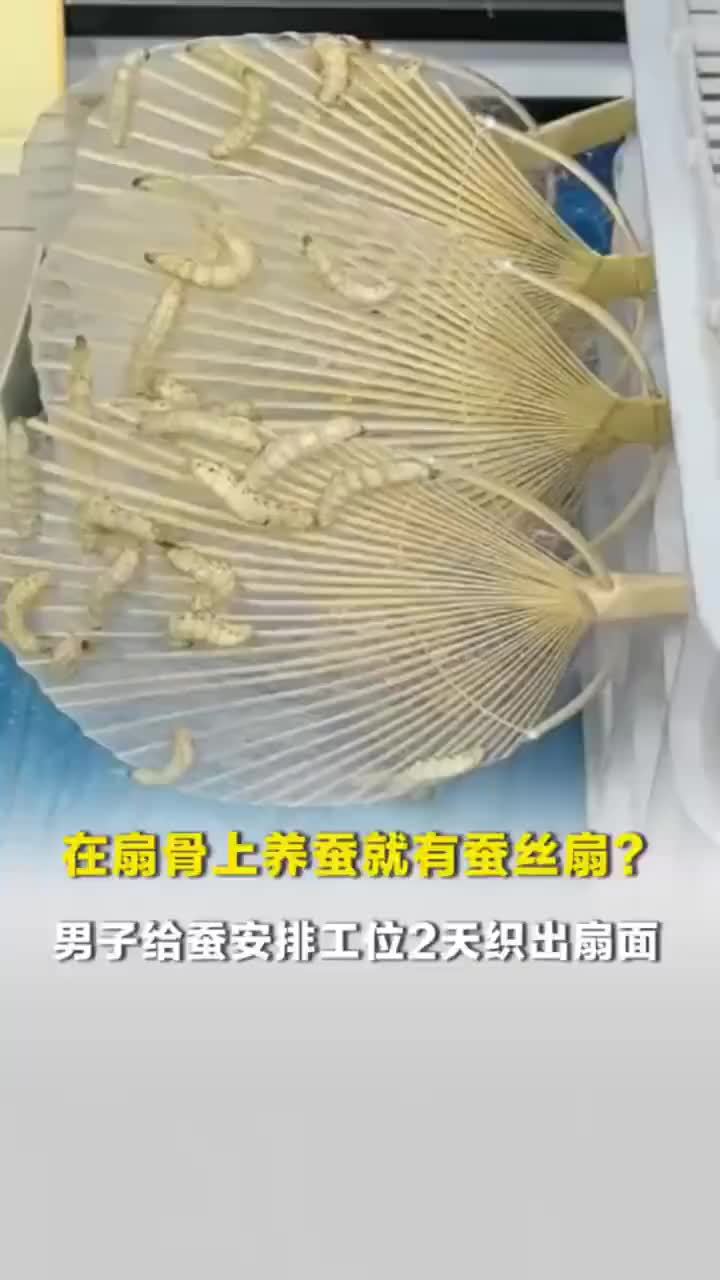 男子给蚕安排工位2天织出扇面