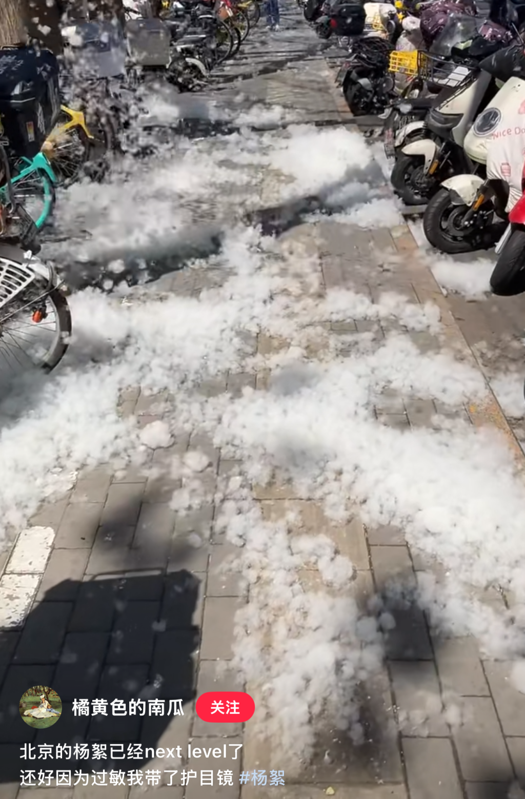 北京杨絮　图源：小红书用户@橘黄色的南瓜