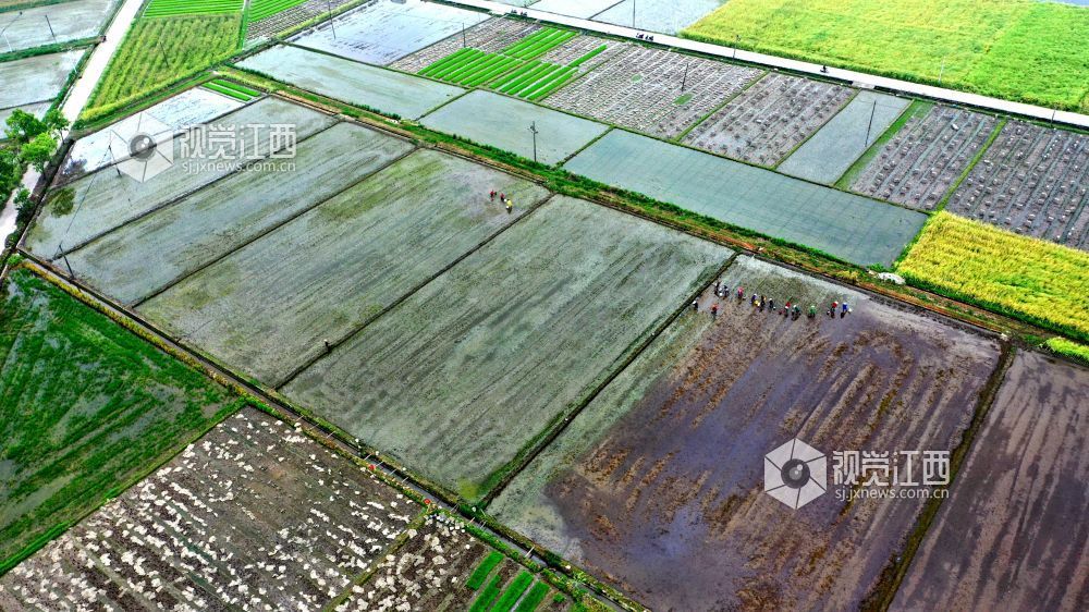 2026年4月14日，江西省遂川县枚江镇田间地头，呈现出一派繁忙有序的春耕景象。