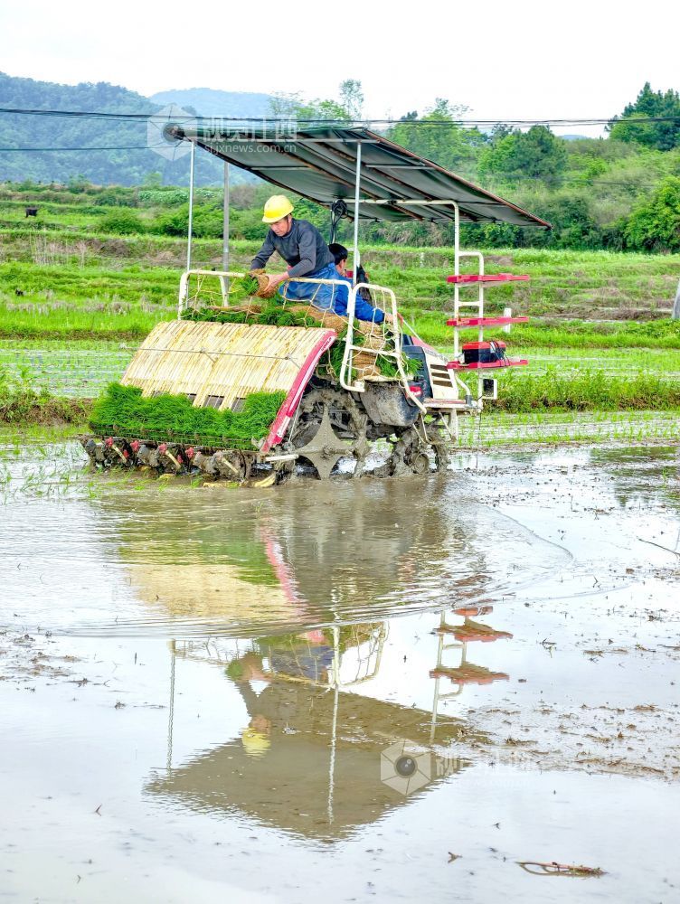江西分宜：机插早稻秧苗 “绿”动田野（图）