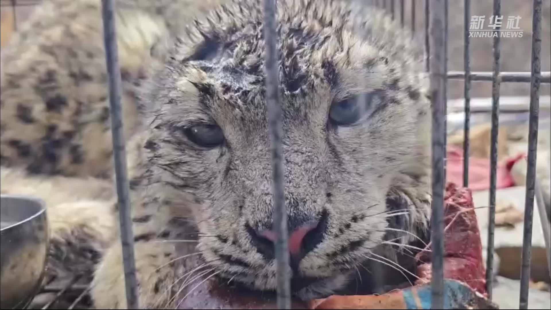 青海玉树：警民联动救助放归一只雪豹