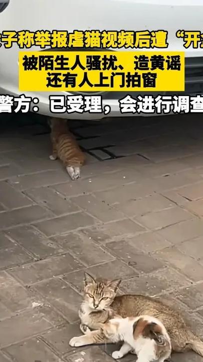 女子称举报虐猫视频后遭“开盒”，被陌生人骚扰、造黄谣，还有人上门拍窗；警方：已受理，会进行调查