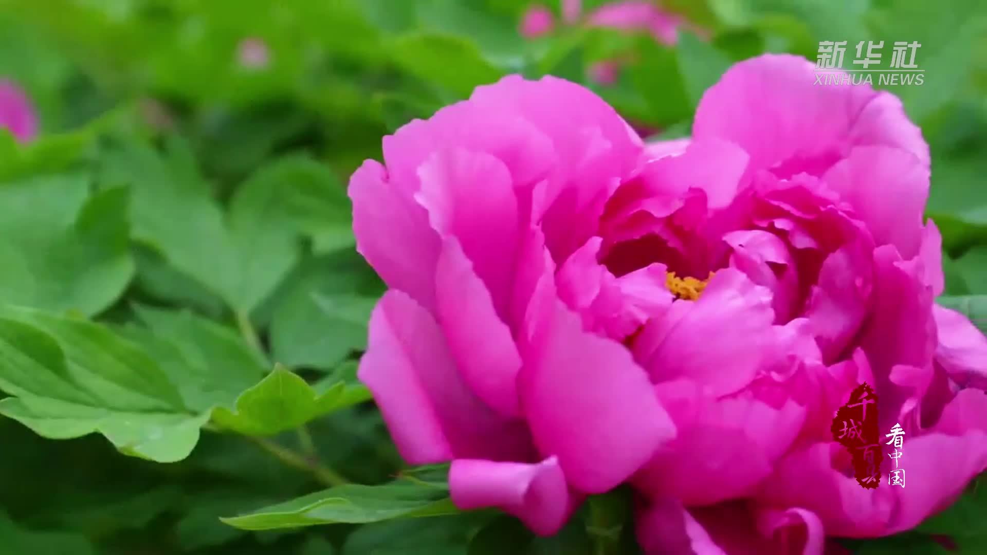 千城百县看中国·赏花季｜山东济宁：牡丹盛开迎游客