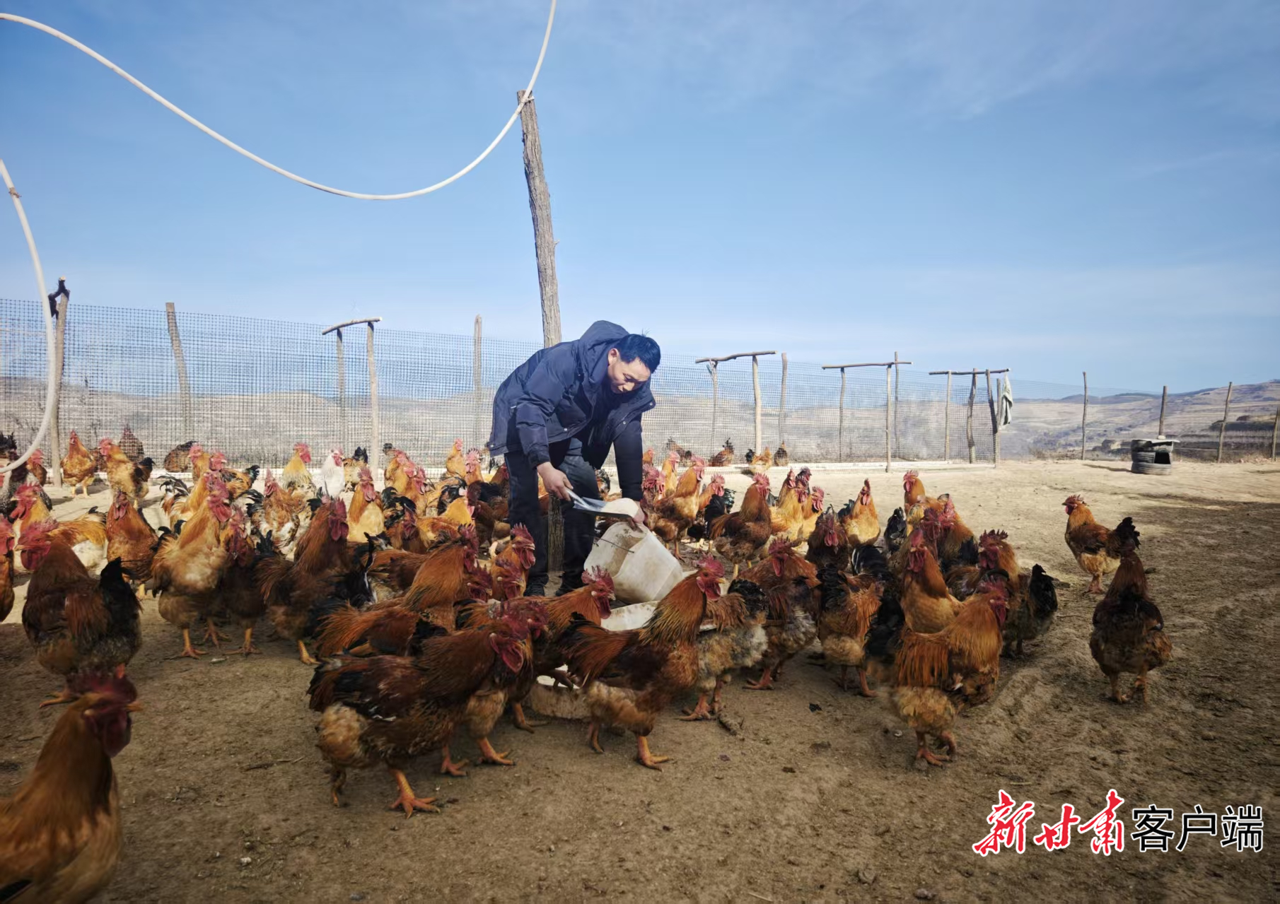 李余强正在给鸡喂食　新甘肃&middot;甘肃日报记者　田丽媛　摄