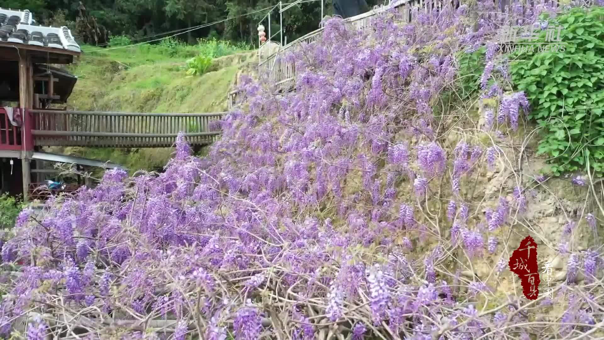 千城百县看中国·赏花季｜福建尤溪：紫藤花开成瀑