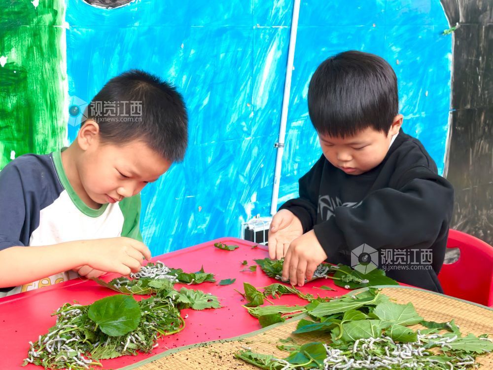 江西分宜：萌娃学养蚕 课堂乐趣多（图）