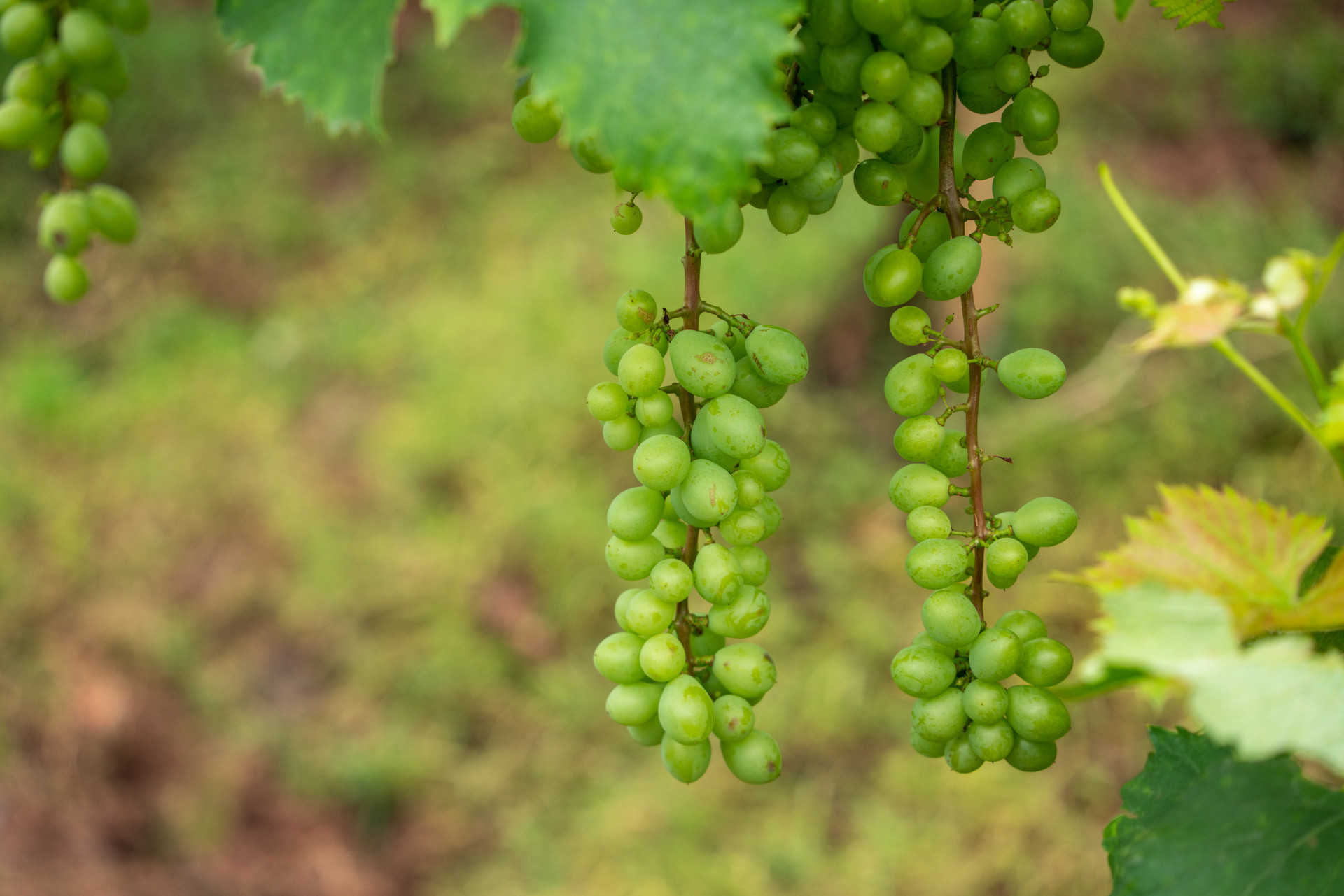 打造乡村文旅融合新标杆 莱西“醉美萄院”出圈