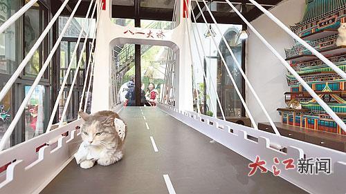小猫上了“八一大桥”