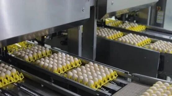 年产值突破25亿元！上高富硒蛋成富民“金蛋”