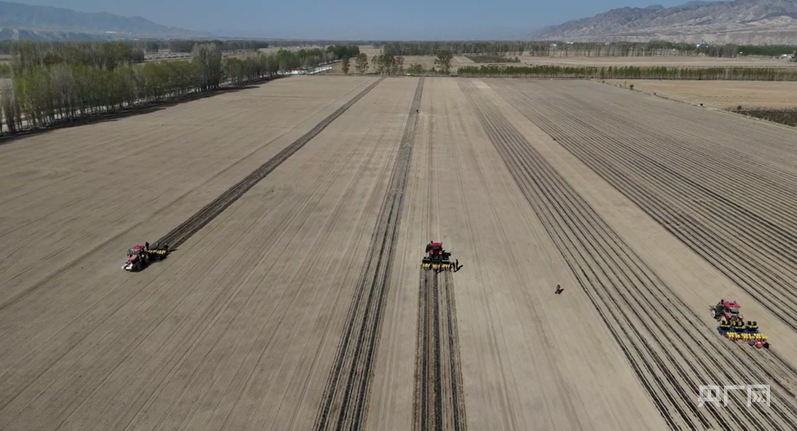 特克斯县喀拉达拉镇库木吐别克村的洋葱种植现场 （央广网发 吾兰 摄）