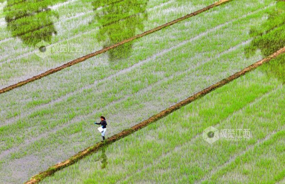 2026年4月15日，江西省吉安市泰和县苏溪镇上彭村，农民正在田间给早稻撒肥管护。